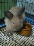 Rabbit For Adoption,shah Alam - Lop Eared + Lionhead Rabbit