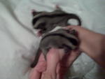 Sugar Glider Baby 2 Cages - Sugar Glider Small & Furry