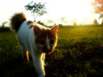 Gee - Persian + Domestic Long Hair Cat