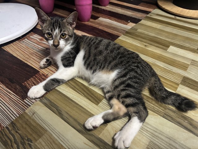 Jerry - Domestic Medium Hair Cat