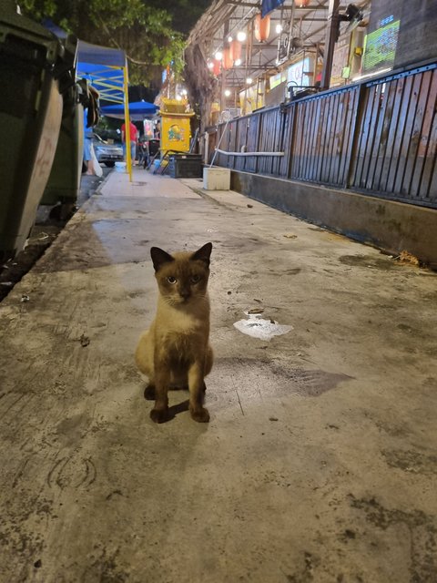 Harry - Siamese Cat