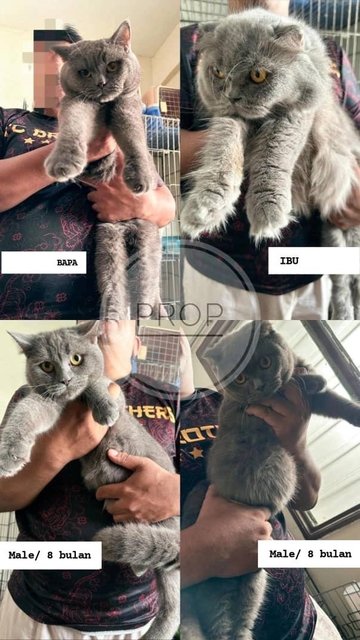 Bob - British Shorthair Cat