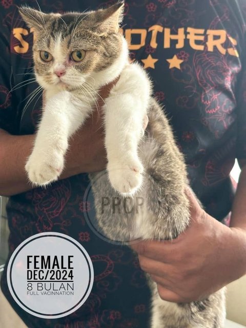 Bob - British Shorthair Cat