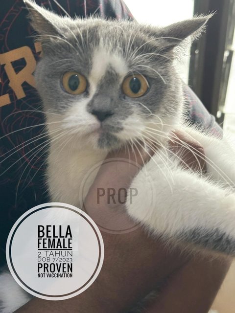 Bob - British Shorthair Cat