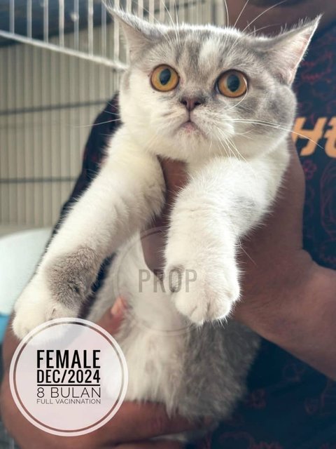 Bob - British Shorthair Cat