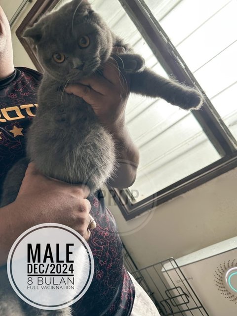 Bob - British Shorthair Cat