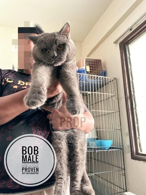 Bob - British Shorthair Cat
