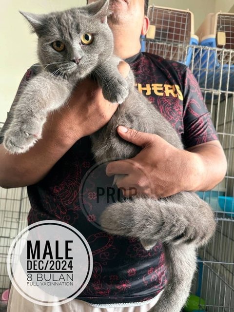 Bob - British Shorthair Cat