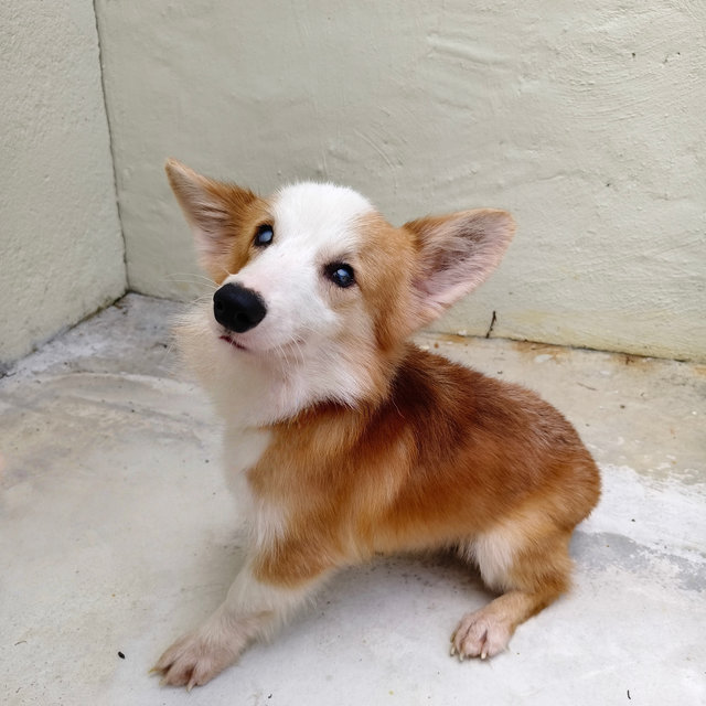 Cogi - Corgi Dog