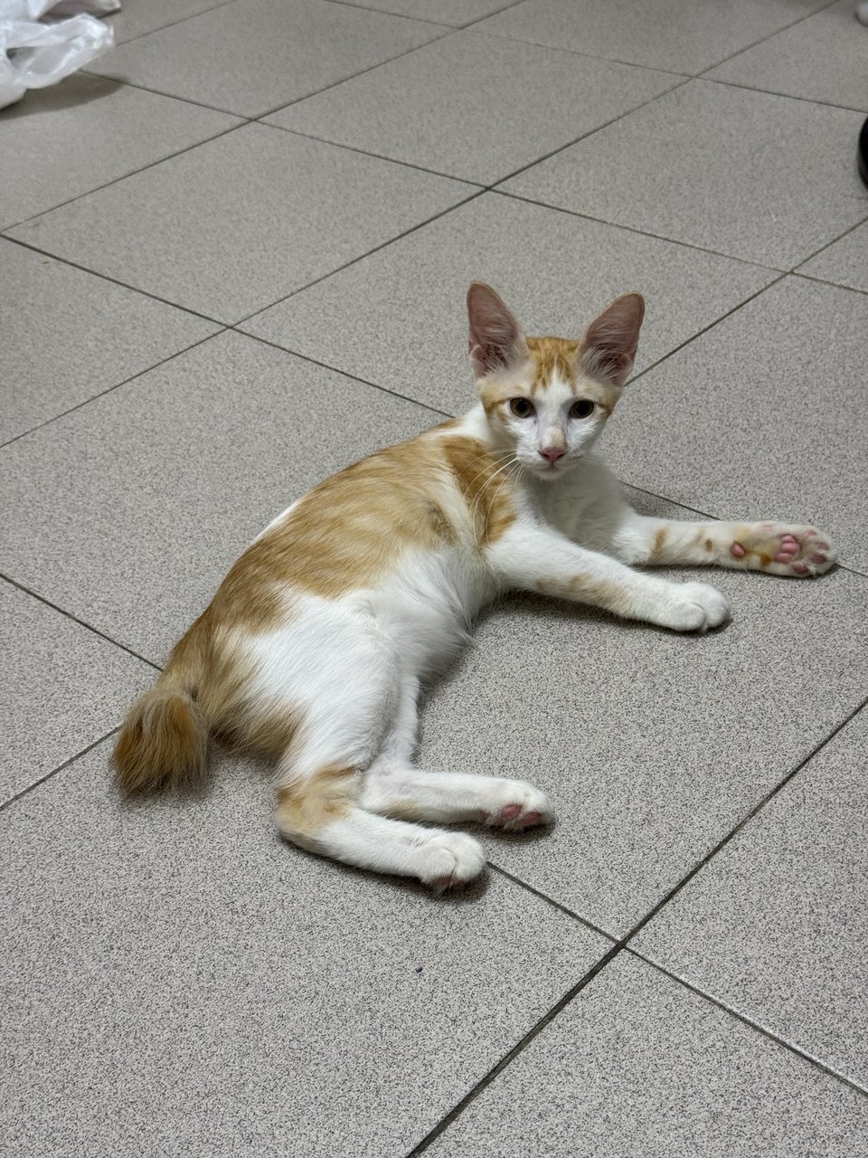 Haru - Domestic Short Hair Cat
