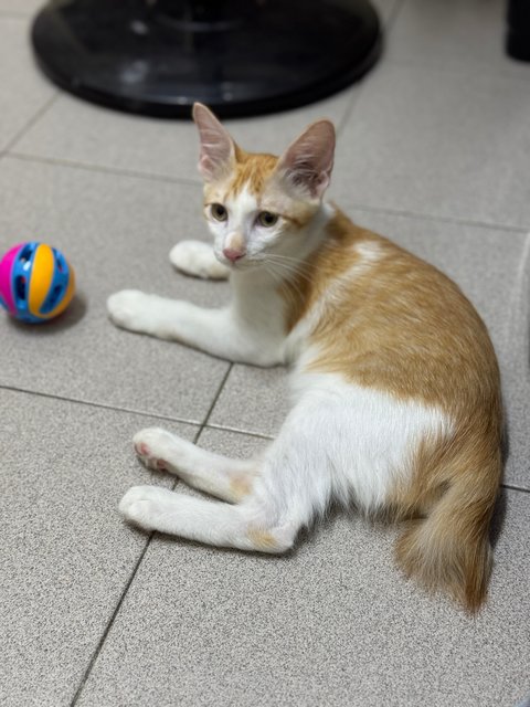 Haru - Domestic Short Hair Cat