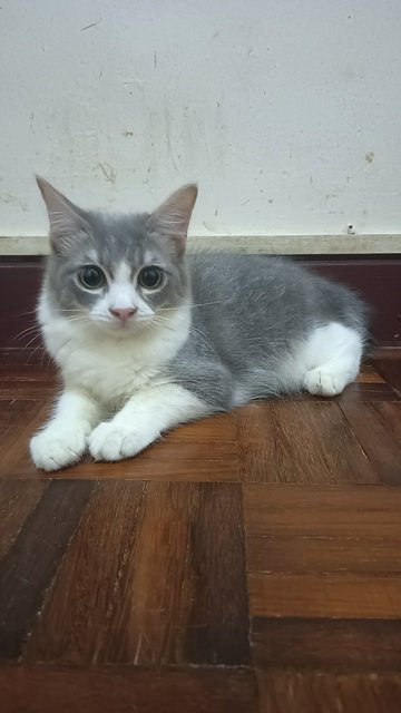 [Reserved] Momo - Domestic Short Hair Cat