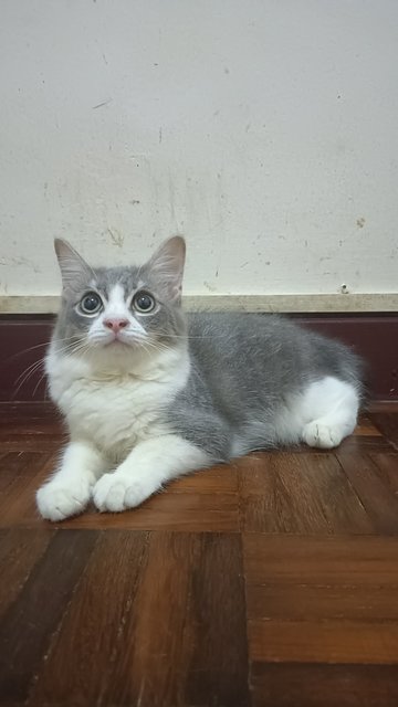 [Reserved] Momo - Domestic Short Hair Cat