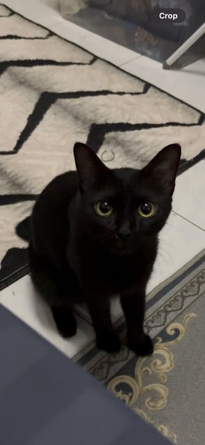 Memot - Domestic Short Hair Cat