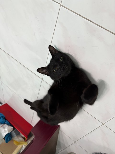 Memot - Domestic Short Hair Cat