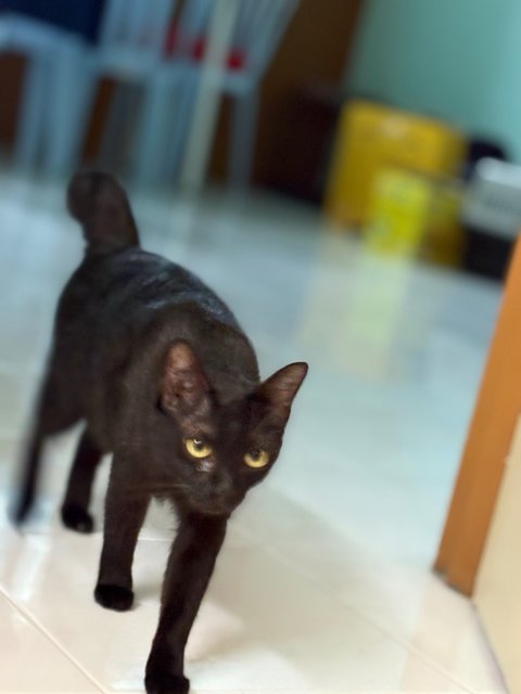Memot - Domestic Short Hair Cat