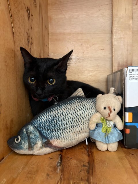 Memot - Domestic Short Hair Cat