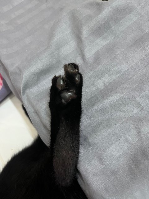 Memot - Domestic Short Hair Cat