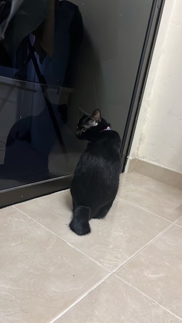 Memot - Domestic Short Hair Cat