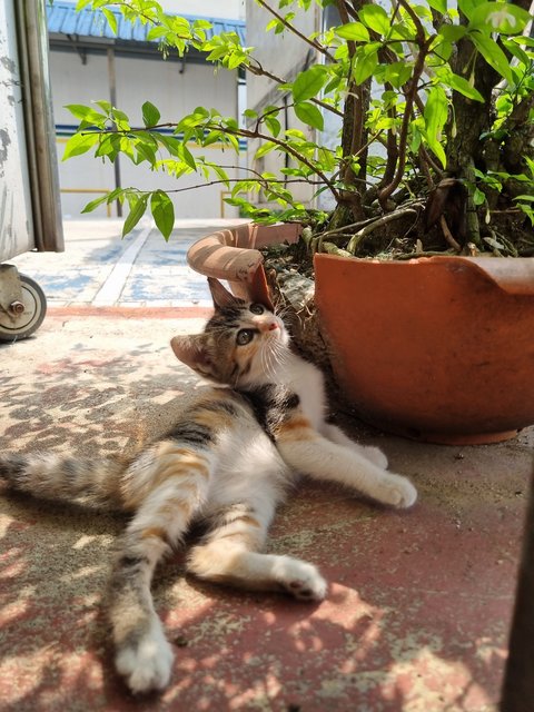 Ross - Calico Cat
