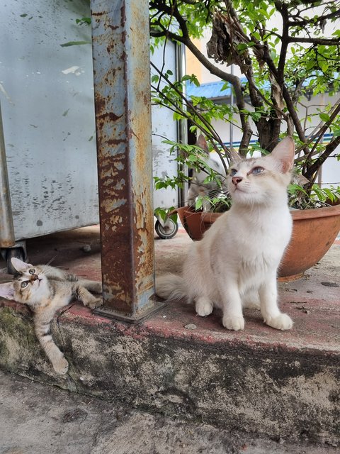 Ross - Calico Cat