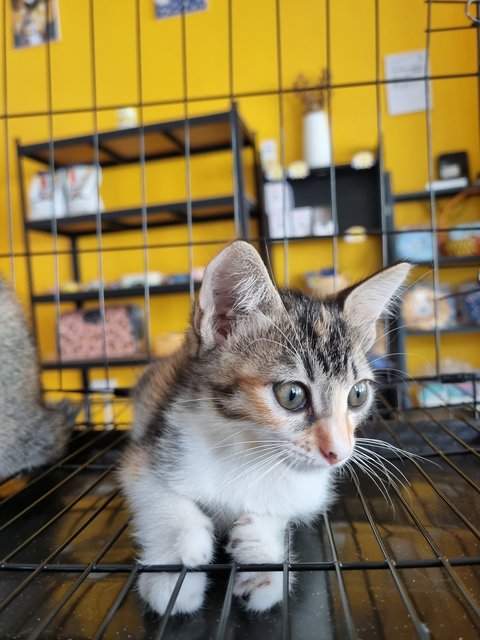 Ross - Calico Cat