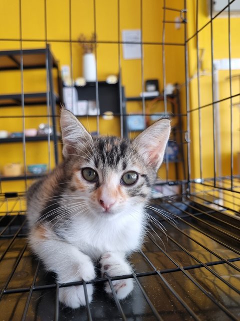 Ross - Calico Cat