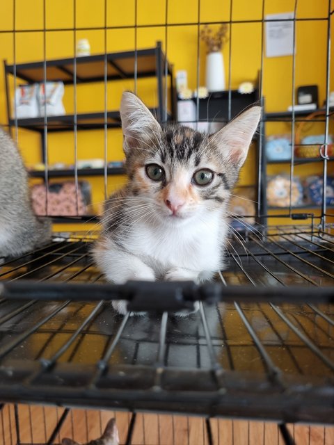 Ross - Calico Cat