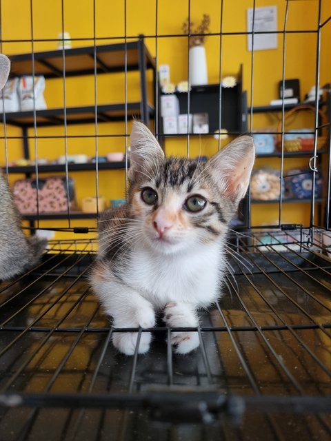 Ross - Calico Cat