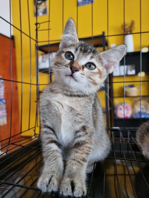 Diana - Tabby Cat