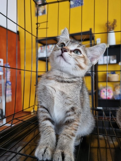 Diana - Tabby Cat