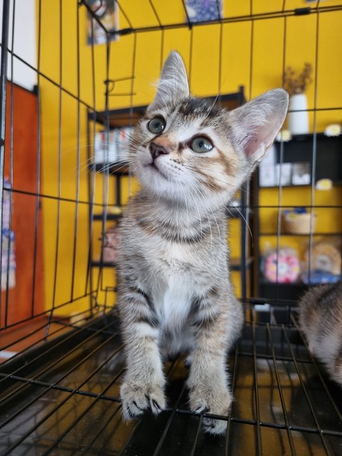Diana - Tabby Cat