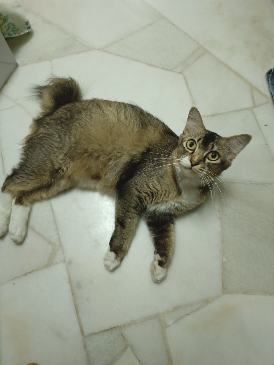 Choco And Her Baby - Domestic Medium Hair Cat