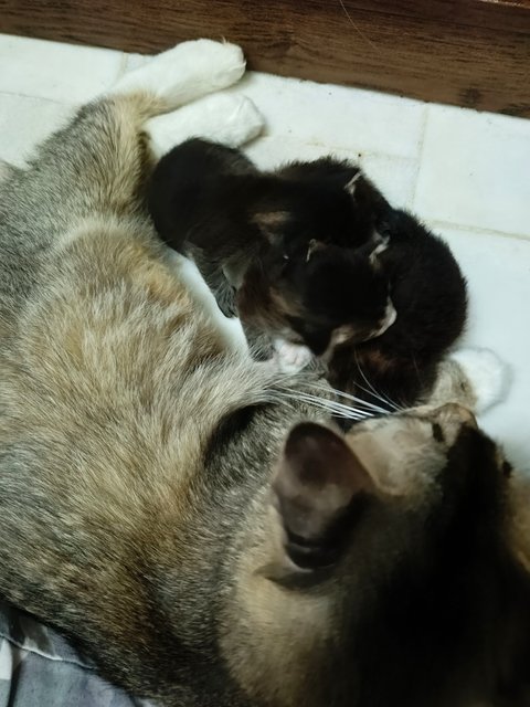 Choco And Her Baby - Domestic Medium Hair Cat