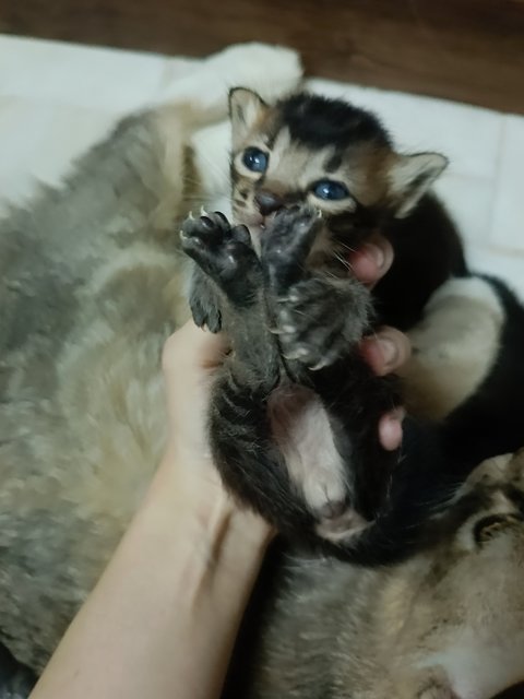 Choco And Her Baby - Domestic Medium Hair Cat