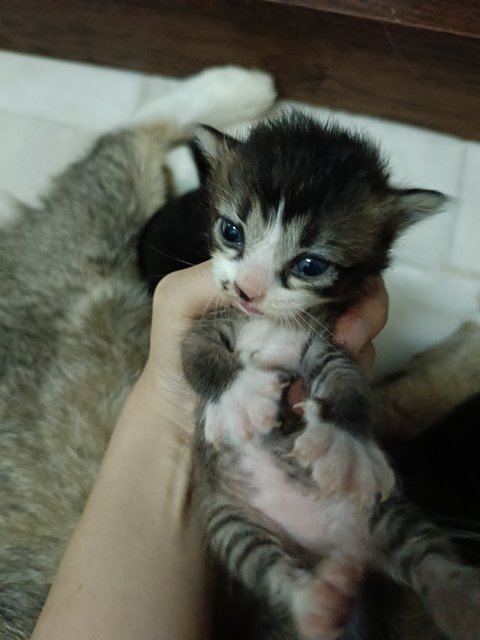 Choco And Her Baby - Domestic Medium Hair Cat