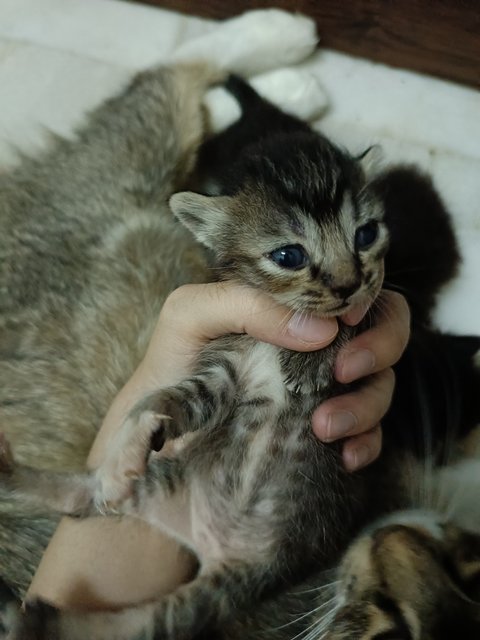 Choco And Her Baby - Domestic Medium Hair Cat