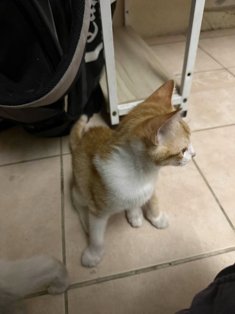 Unnamed 4 Kittens - Domestic Short Hair Cat