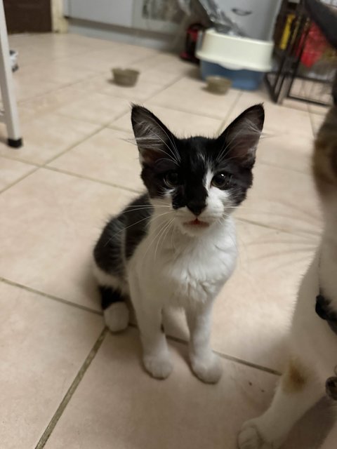 Unnamed 4 Kittens - Domestic Short Hair Cat