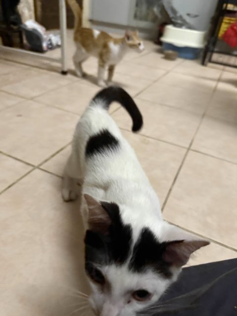 Unnamed 4 Kittens - Domestic Short Hair Cat