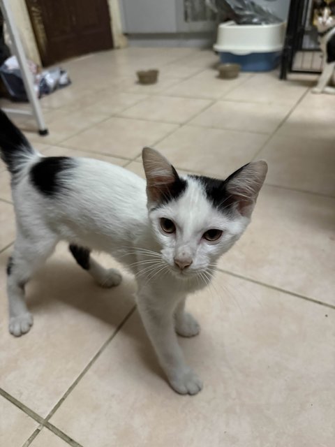 Unnamed 4 Kittens - Domestic Short Hair Cat