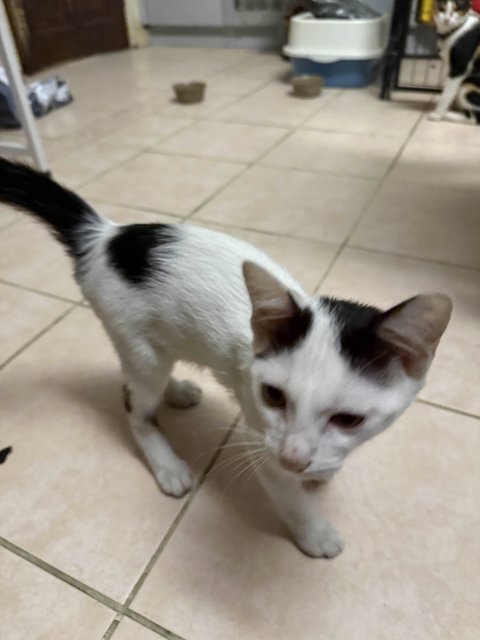 Unnamed 4 Kittens - Domestic Short Hair Cat
