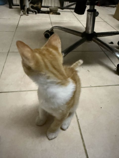Unnamed 4 Kittens - Domestic Short Hair Cat