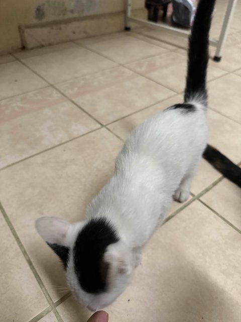 Unnamed 4 Kittens - Domestic Short Hair Cat