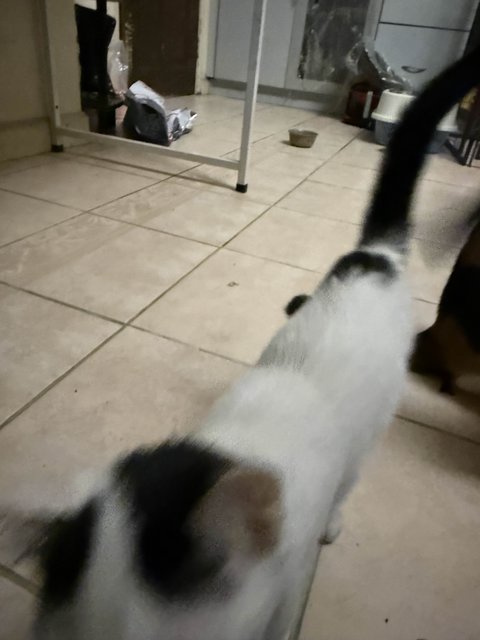 Unnamed 4 Kittens - Domestic Short Hair Cat