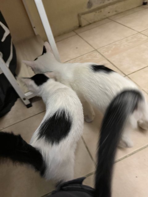 Unnamed 4 Kittens - Domestic Short Hair Cat