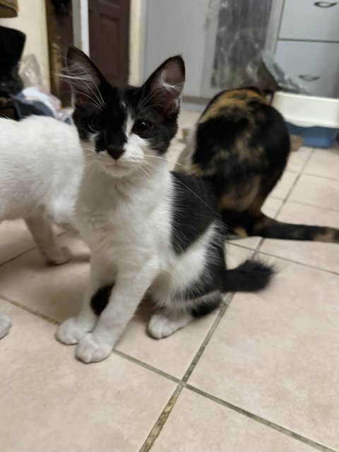 Unnamed 4 Kittens - Domestic Short Hair Cat