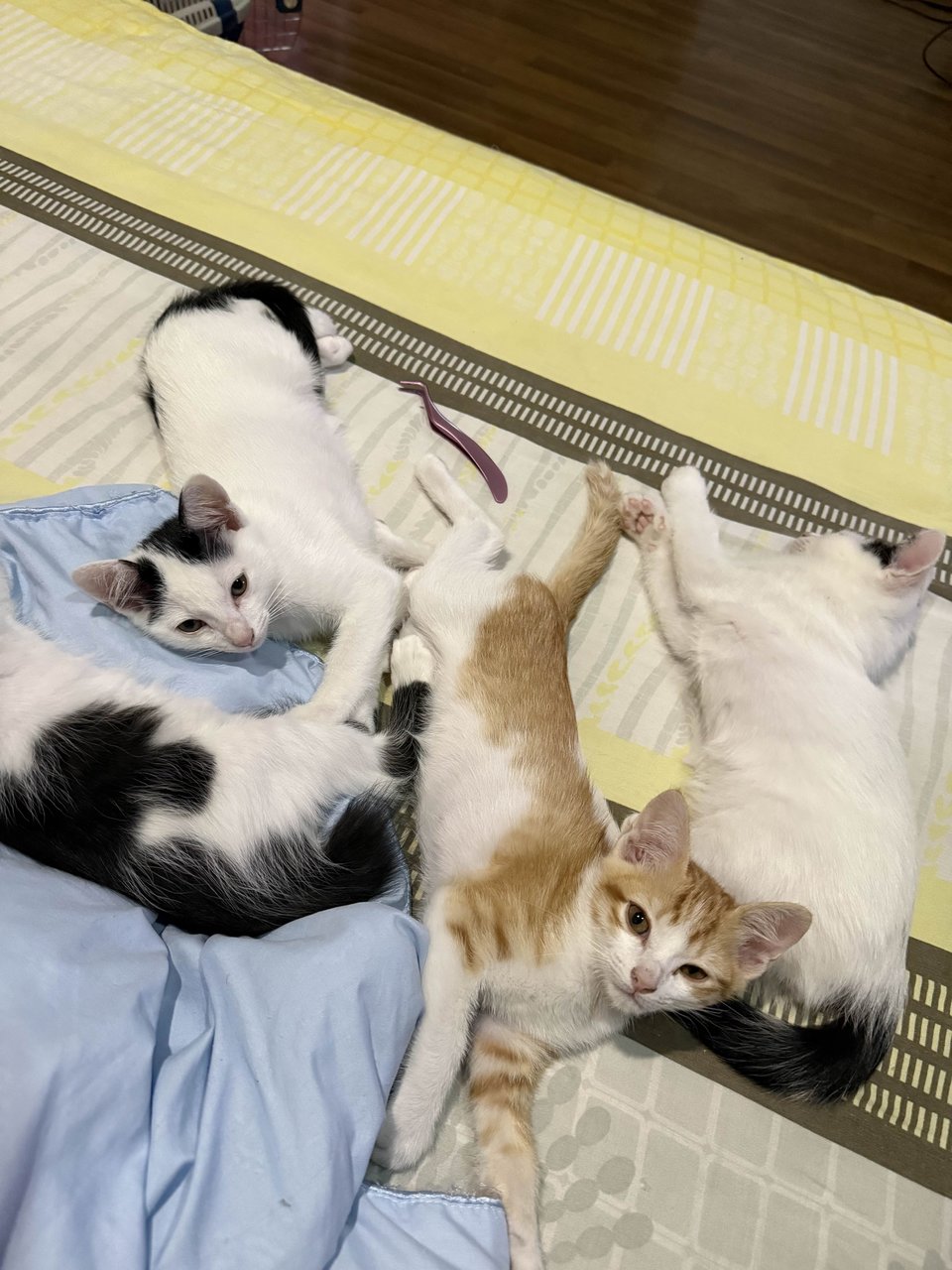 Unnamed 4 Kittens - Domestic Short Hair Cat