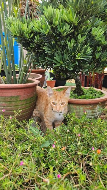 Orange - Domestic Short Hair Cat