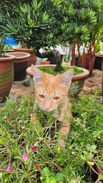 Orange - Domestic Short Hair Cat